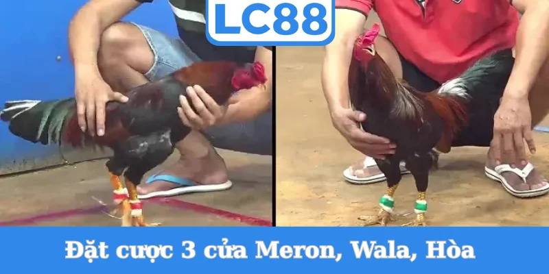dat-cuoc-3-cua-meron-wala-hoa