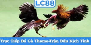 truc-tiep-da-ga-thomo