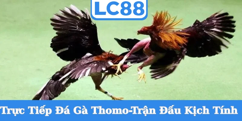 truc-tiep-da-ga-thomo